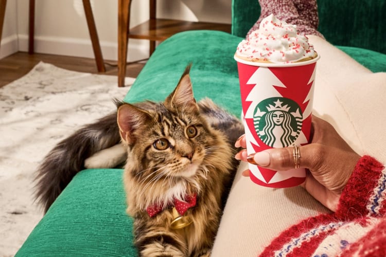 A cat on the couch next to a person with a Starbucks drink