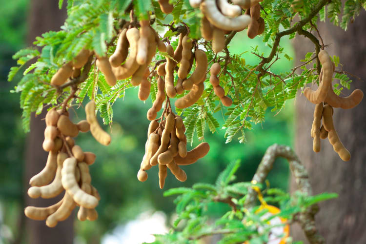 A tree with tamaarind pods