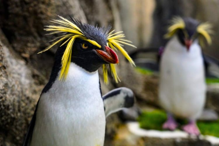 Going to the zoo is an exciting team building activity in Calgary