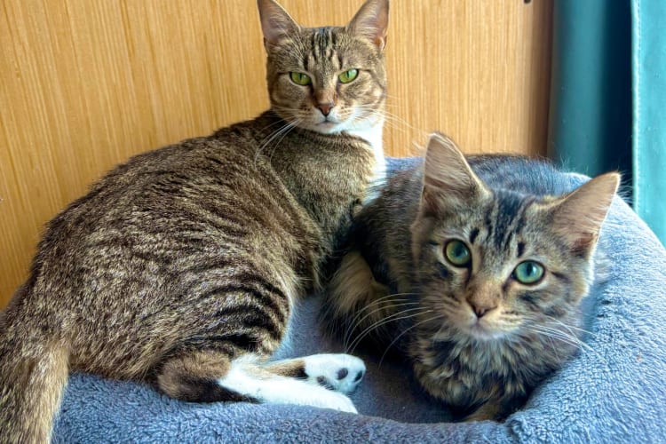 Going to a cat café is a laid-back team building activity in Indianapolis