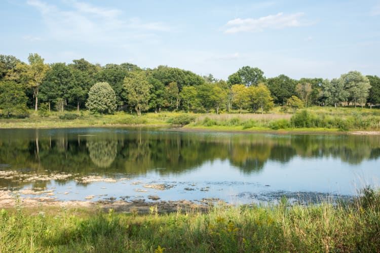 A lake surrounded by green grass and trees under a blue sky