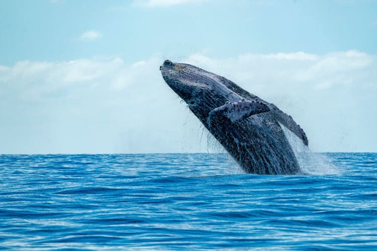 Whale watching is a unique team building activity in San Diego