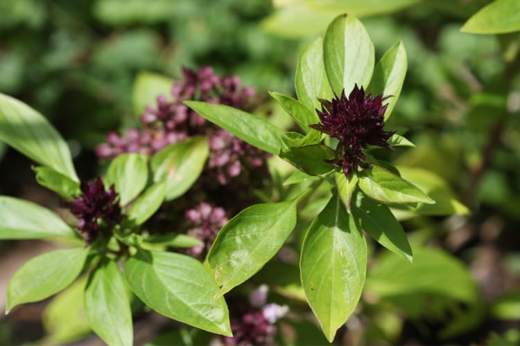 A Thai basil plant with green leaves and purple flowers