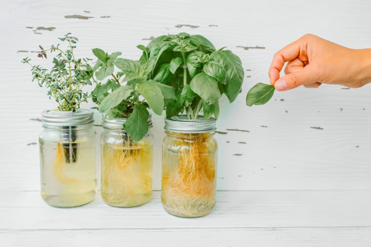 Three glass jars with green herbs growing in them