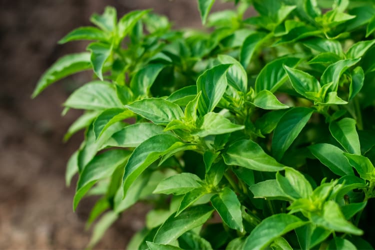 A bush of green Thai basil