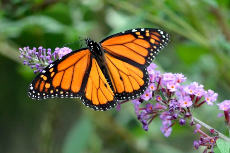 A black and orange Monarch butterfly on a purple plant