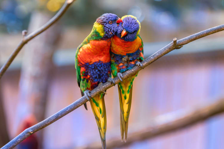 One bird grooming another bird on a branch