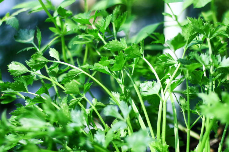 celery leaves 