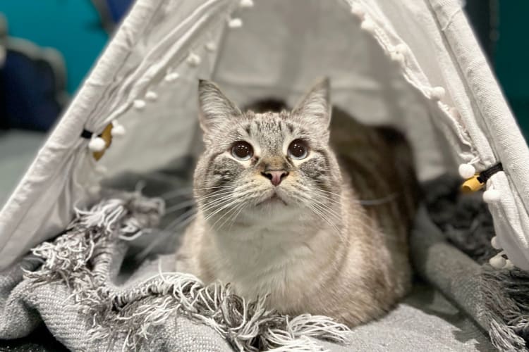A white and grey cat sitting on blankets in a small pet tent