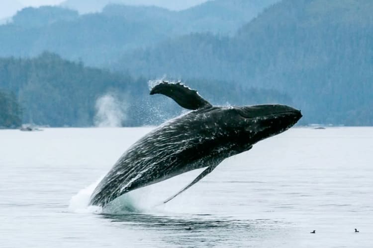A whale breaching from the water 