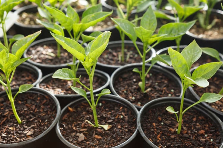 Grow your own sweet peppers at home and enjoy a whole world of exciting pepper varieties.