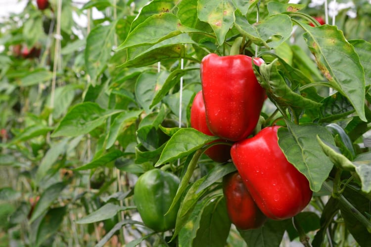 Sweet peppers, ripe and ready to be picked.