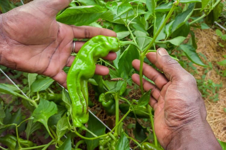 Two hands holding a Cubanelle pepper still attached to the plant.