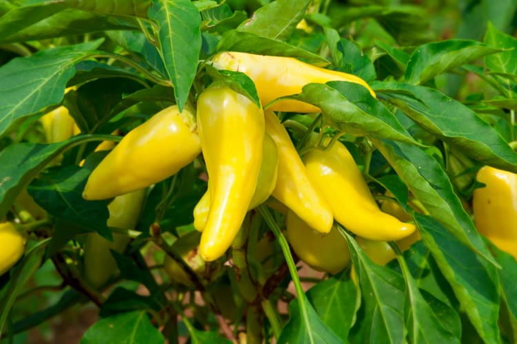 Banana peppers are another popular variety of sweet pepper.