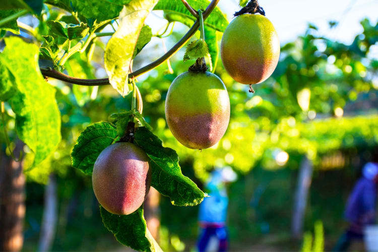 Three passion fruits ripening on a vine