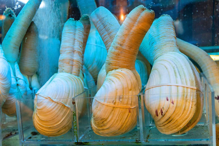 Geoduck clams