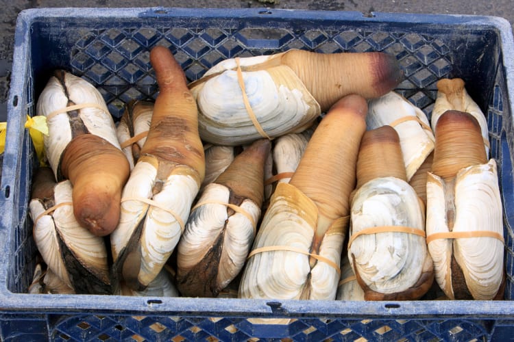 Geoduck clams in a basket