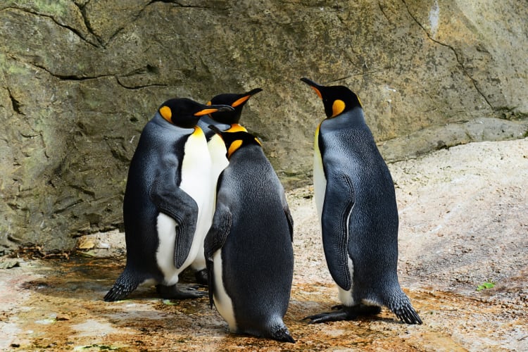 Four penguins standing together