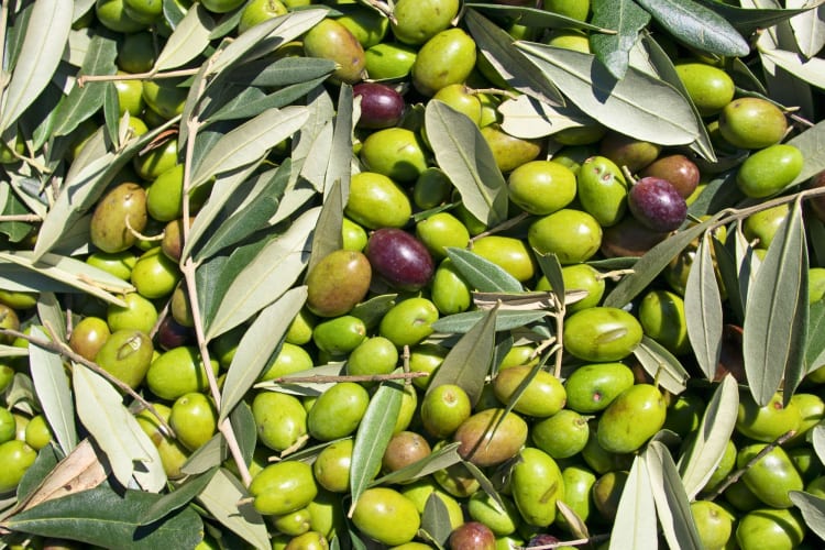 A close-up of an olive harvest.
