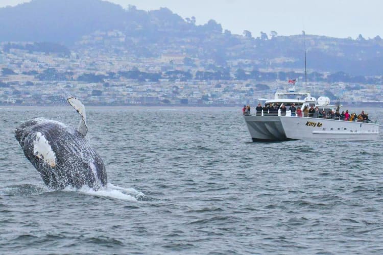 People on a boat watching a magnificent whale 