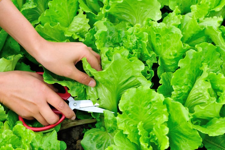 You can freeze fresh lettuce
