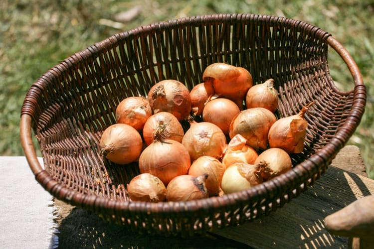 Wondering whether you can freeze onions?