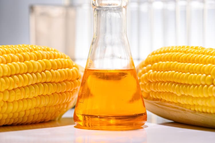 A glass beaker with corn syrup in it, between two corn cobs