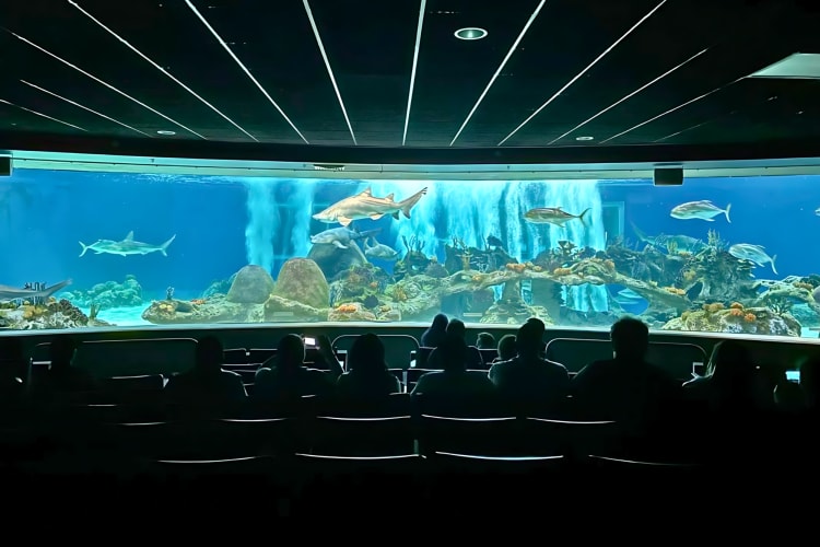 Diving into Oysea Aquarium is a unique date idea in Scottsdale.