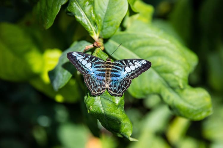 A butterfly on a leaf at Peggy Notebaert Nature Museum
