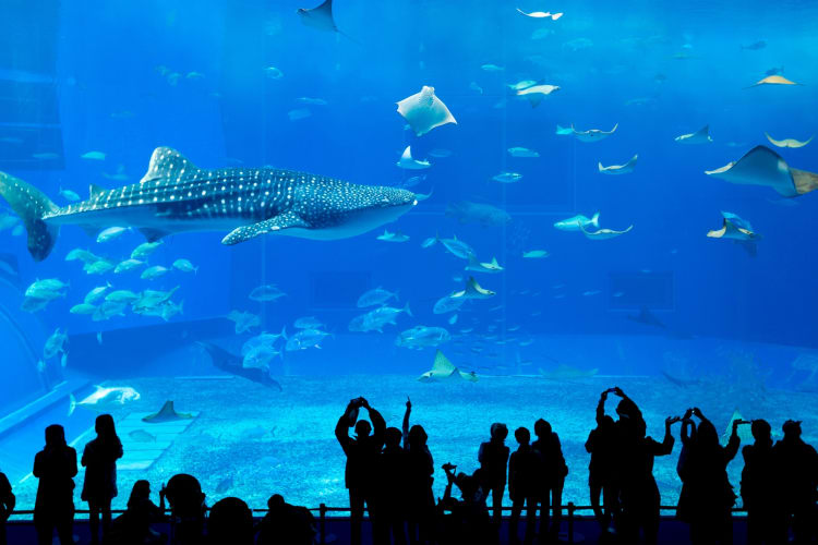 Going to the aquarium at the Museum of Discovery and Science is an exciting date idea in Fort Lauderdale