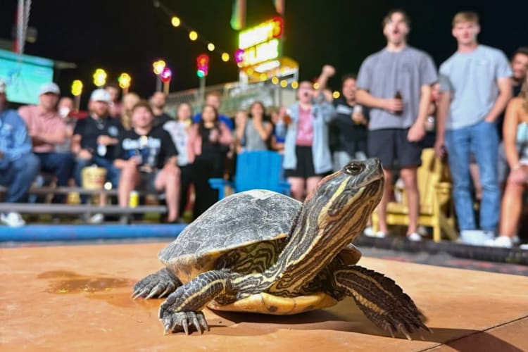 watching a turtle race is fun date idea in Houston