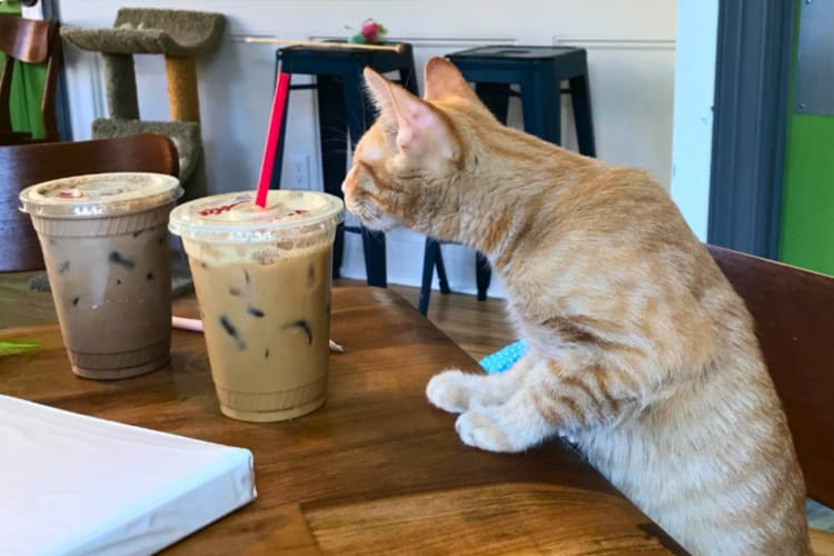 cat and coffes at El Gato Coffee House