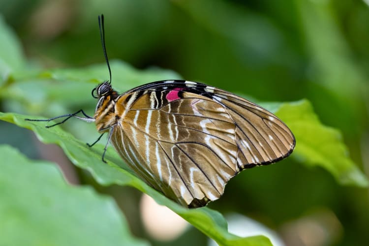 Butterfly from the Cockrell Butterfly Center