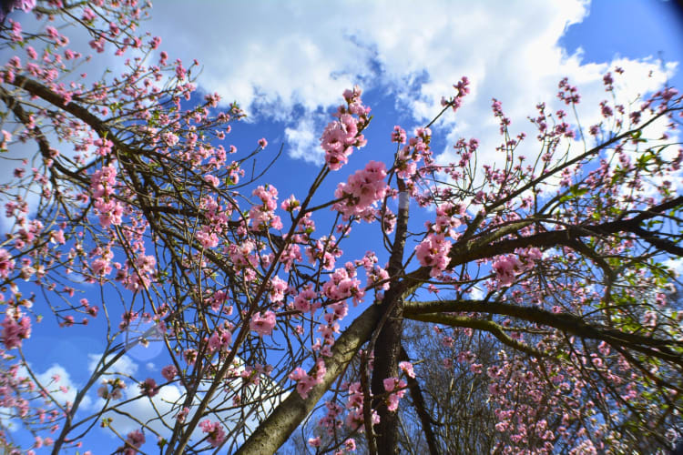 Strolling through the Arboretum is a nice date idea in Los Angeles