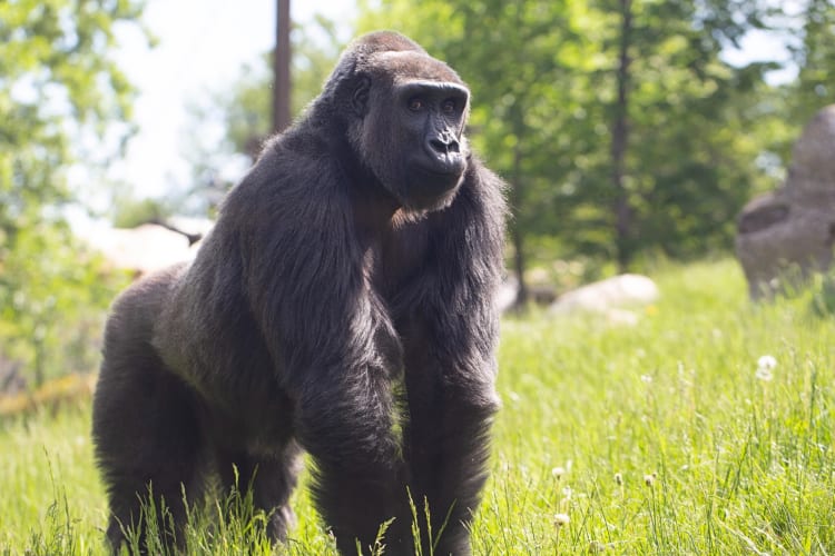A gorilla at the Como Park Zoo and Conservatory, a great place to organize a date idea in Minneapolis