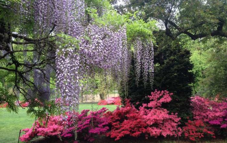Trees and plants from the Brooklyn Botanic Garden, a great spot for a date night in NYC