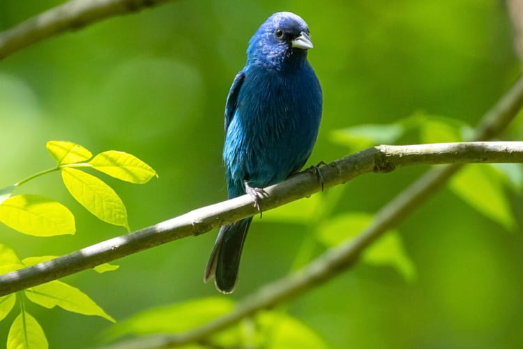 A blue bird sitting on a branch at Central Park