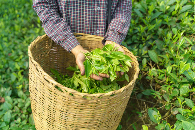 A farmer harvesting green tea leaves.