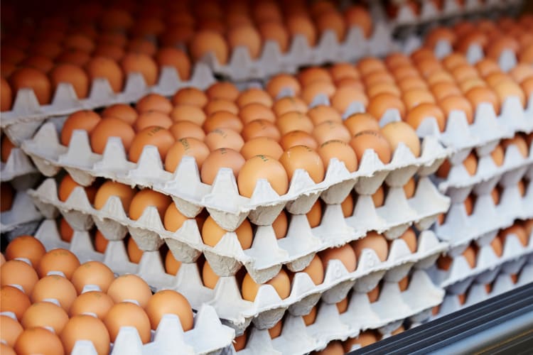 Multiples eggs