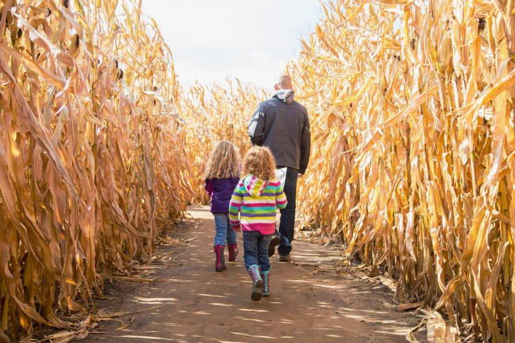 Family visiting a corn maze