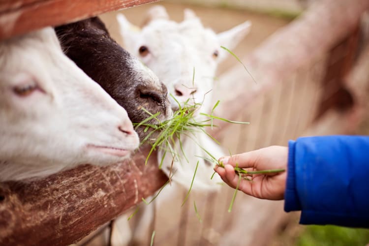 Make Furry Friends at a Petting Zoo