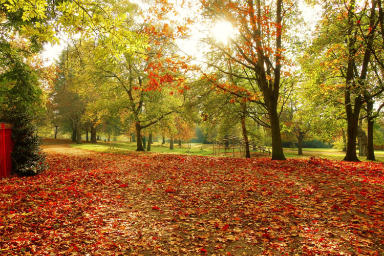 A colorful autumnal landscape.
