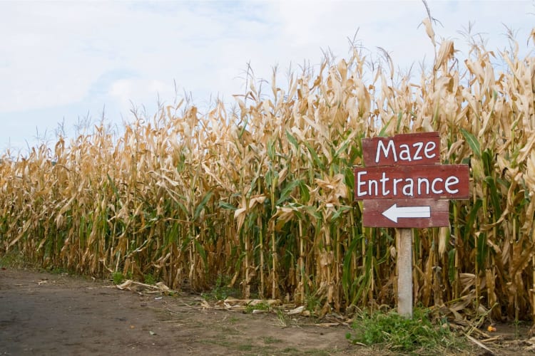 Visiting a corn maze is a fall celebration idea.