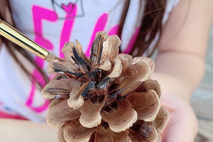 Some fun christmas activities to do with kids include pinecone crafting.