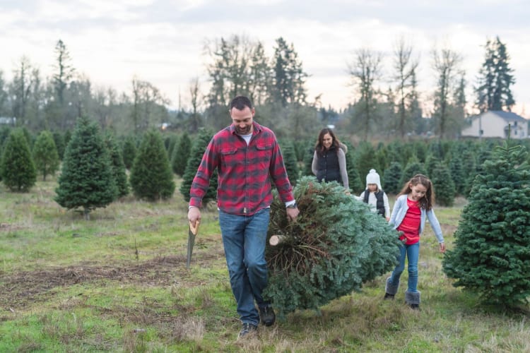 Cutting down a Christmas tree at the farm is a fun christmas activity.