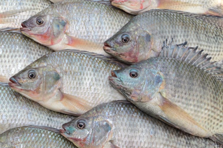 Freshly caught tilapia for sale.