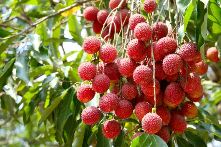 Ripe lychee fruits on a tree