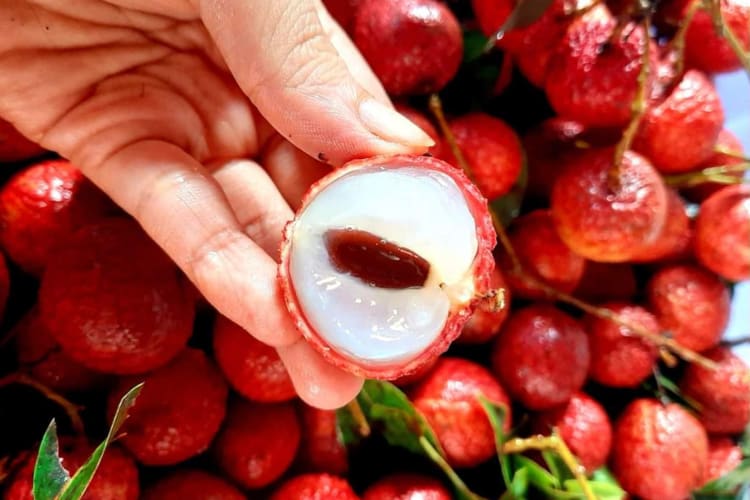 Hand holding a peeled lychee