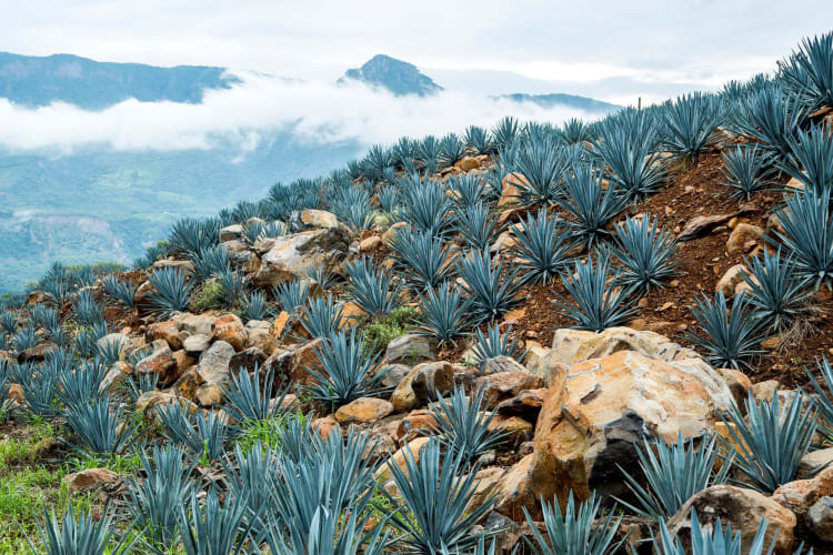 Agave, the iconic plant used to make tequila.