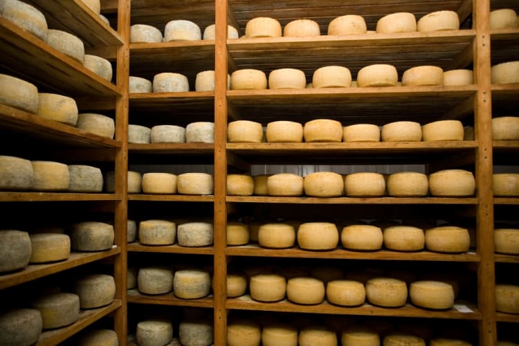 Pecorino wheels being matured